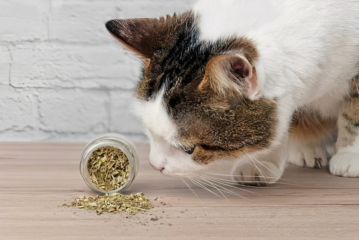 Glass jar of dried catnip spilled on wooden surface, with a curious cat sniffing nearby.