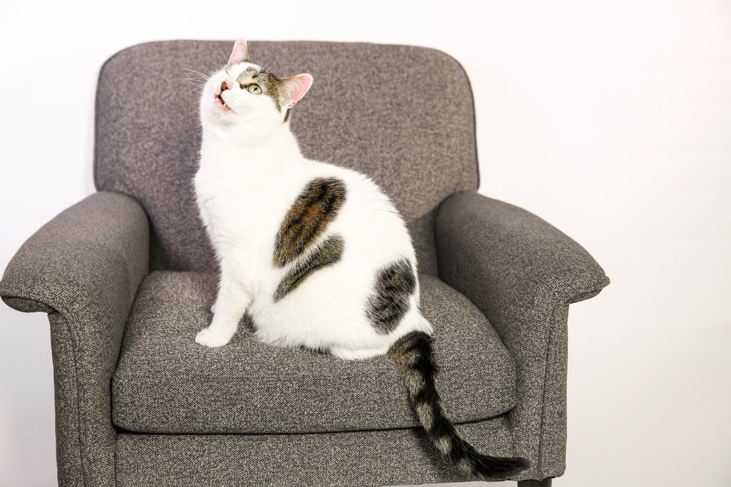 Cozy Cat Sofa for Lounging and Napping